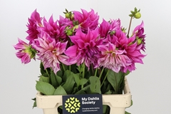 Dahlia Karma Choc 65cm