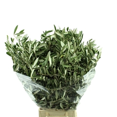 Olea Europaea Per Bunch 60cm 300gr.