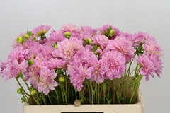 Dahlia Vera Louise 55cm