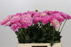 Dahlia Annamarie 60cm