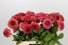 Dahlia Salmon Runner 50cm