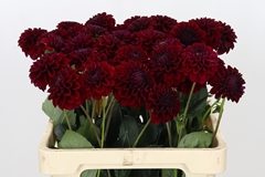 Dahlia Black Fox 60cm