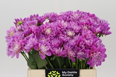 Dahlia Purple O 40cm