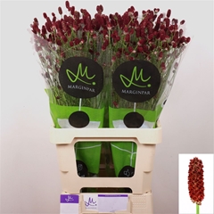 Sanguisorba Officinalis Red Dream 70cm