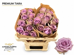 Rosa Garden Tiara 50cm