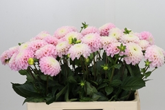 Dahlia Wizard Of Oz 60cm
