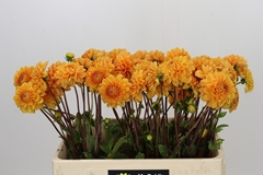Dahlia Sylvia 55cm