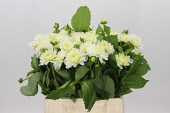 Dahlia White Cap 40cm