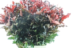Photinia Mag Volcano 80cm