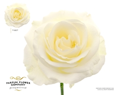 Rosa Tibet! 50cm