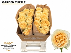 Rosa Garden Turtle 50cm