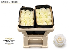 Rosa Proud 50cm