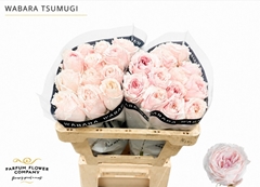 Rosa Wabara Tsumugi 50cm