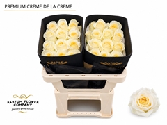 Rosa Garden Creme De La Creme 50cm