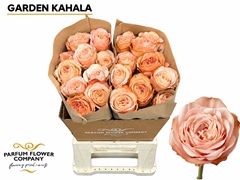Rosa Garden Kahala 50cm