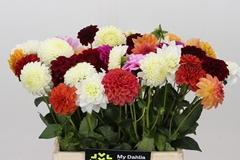 Dahlia Mix Per Bunch 40cm