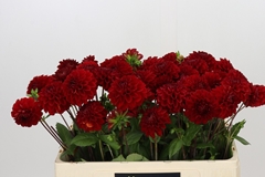 Dahlia Red Fox 50cm
