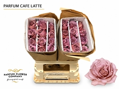 Rosa Parfum Cafe Latte 50cm