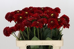 Dahlia Red Fox 60cm