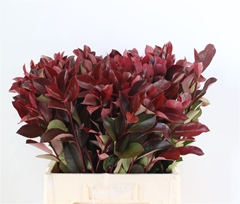 Photinia X Fraseri Red Robin 60cm