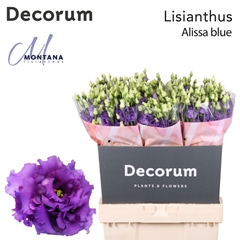 Eustoma Double Alissa Blue 70cm