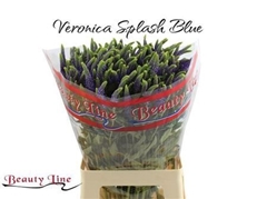 Veronica Longifolia Skyler Blue 65cm Spray