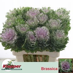 Brassica Crane King 60cm