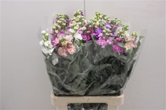 Matthiola Lucinda Red