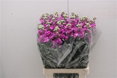 Matthiola Iron Rose