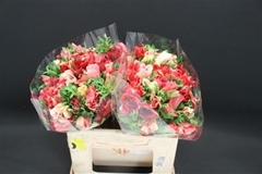 Anemone Coronaria Marianne Red 40cm