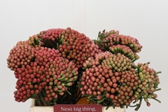 Brunia Laevis Red 40cm