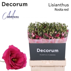 Eustoma Double Rosita Red 70cm