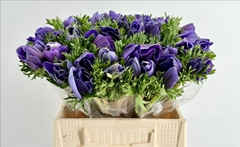 Anemone Coronaria Mistral Plus Dark Blue 45cm
