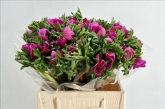 Anemone Coronaria Mistral Plus Cerise 45cm