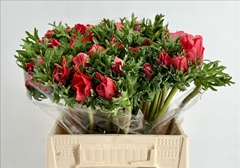 Anemone Coronaria Mistral Plus Red 45cm