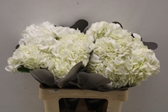 Hydrangea White 60cm 18cm Hd