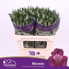 Alstroemeria Morado 75cm 80gr.
