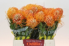 Leucospermum Jelena 40cm