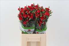 Dianthus Spray Zumba 65cm