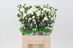 Dianthus Spray Tarifa 65cm