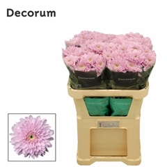 Chrysanth Single Petrushka 70cm 85gr.