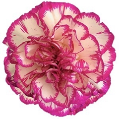 Dianthus Single Kino 70cm