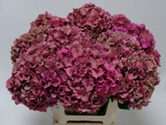 Hydrangea Royal Venice Classic 60cm 18-20cm Hd