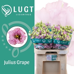 Eustoma Double Julius Grape 70cm