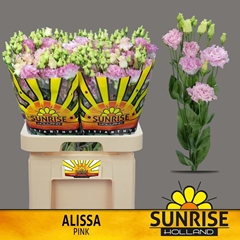 Eustoma Double Alissa Pink 70cm