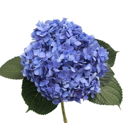 Hydrangea Shocking Blue 60cm 16cm Hd