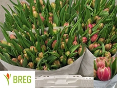Tulip Double Columbus 35cm 30gr.
