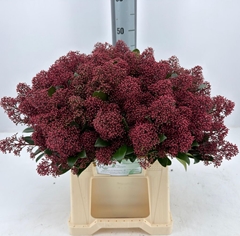 Skimmia Japonica Rubella Per Bunch 45cm