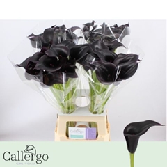 Zantedeschia Cantor 70cm