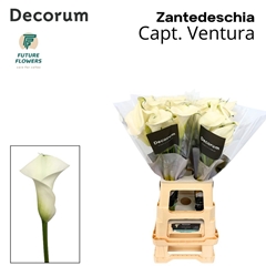 Zantedeschia Captain Ventura 70cm